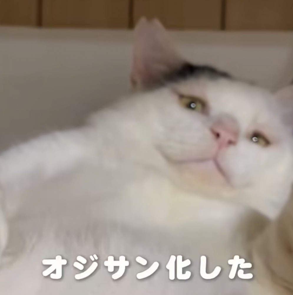 カメラを見下ろす猫