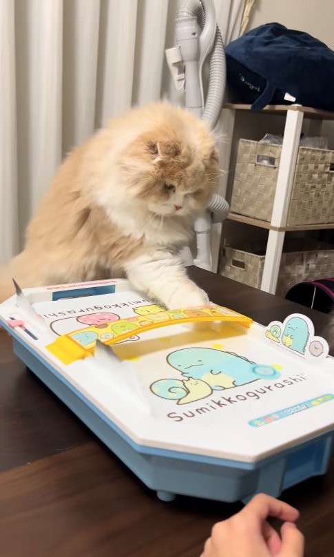 エアホッケーの台に右前足を置いて下を向いている猫