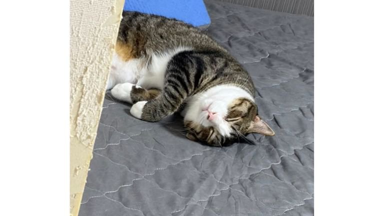 寝ている猫