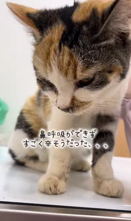保護された子猫