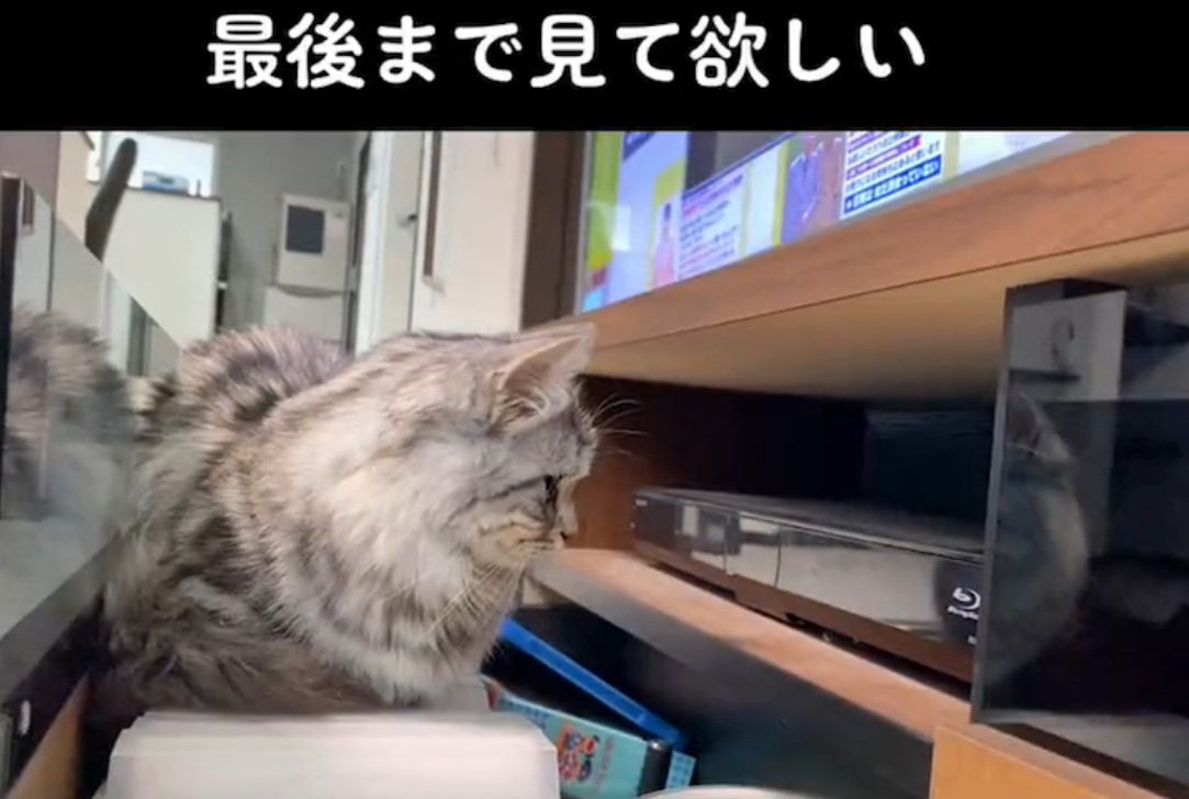 ジーっと見つめる猫