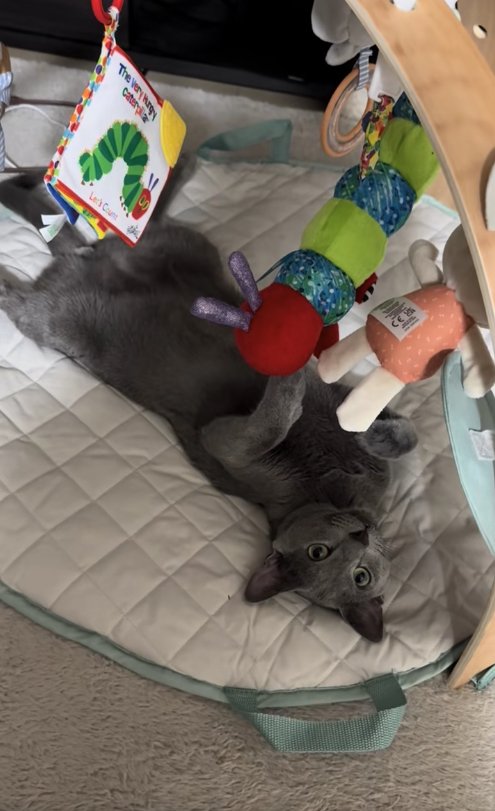 メリーの下で仰向けになる猫