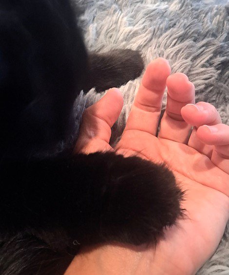 飼い主の手の上に置かれた猫の前足
