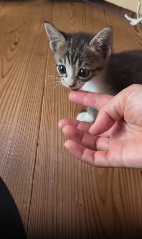 指の匂いを嗅ぐ子猫