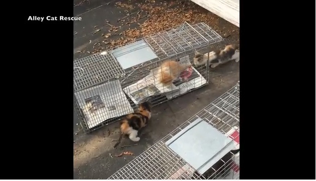 屋根の上に住み着いた13匹の野良猫ファミリーを保護団体が救助！