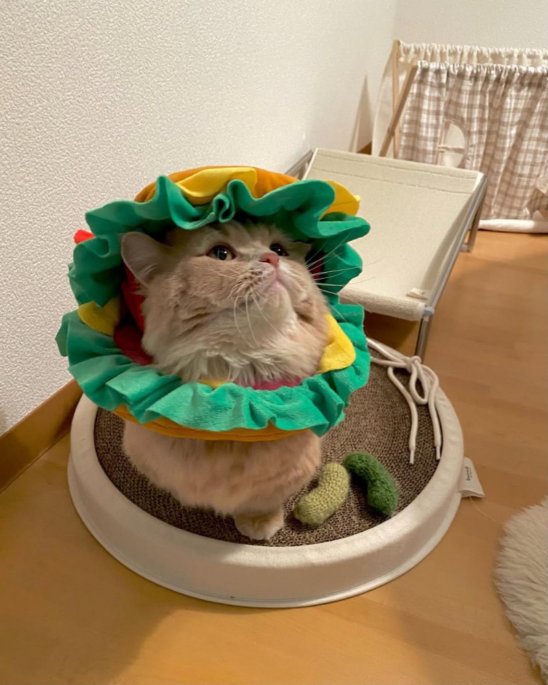 ハンバーガーの被り物を被った猫