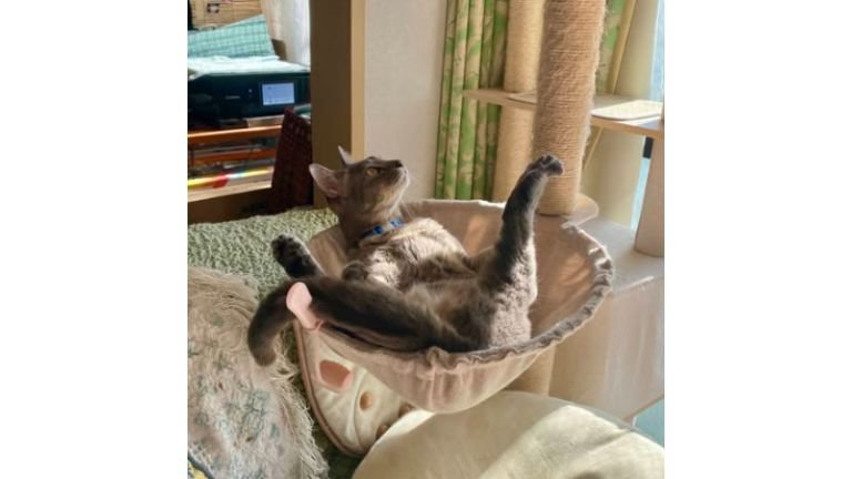 キャットタワーにいる猫