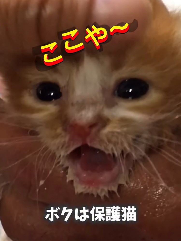 鳴く子猫