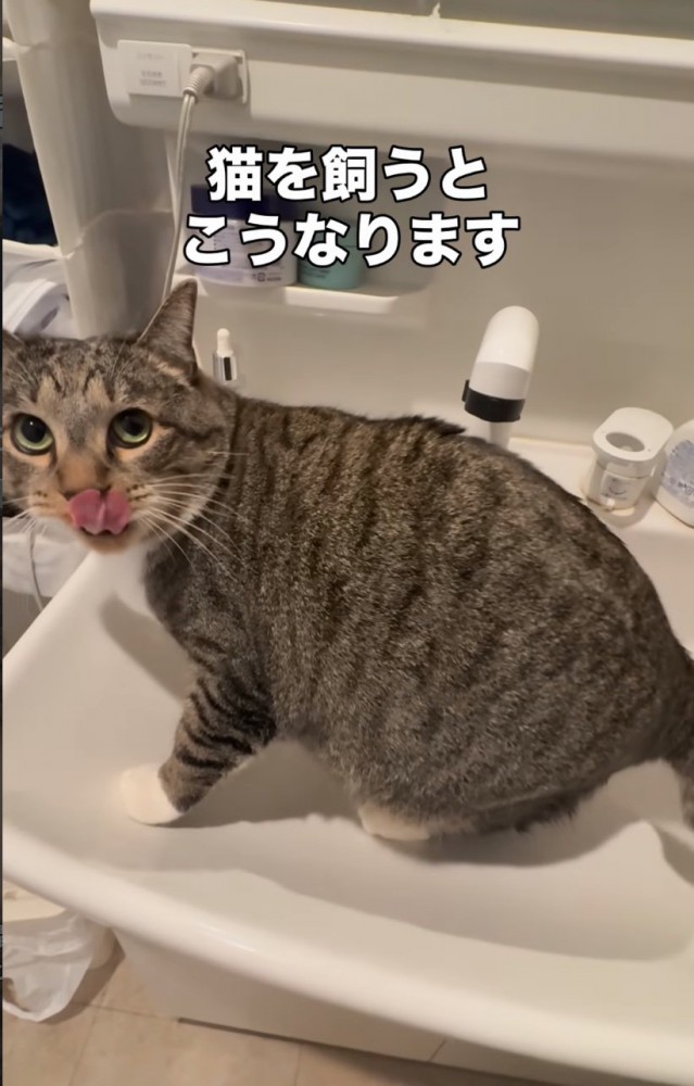 座り込む猫