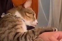 男の子の腕にもたれかかって眠る猫