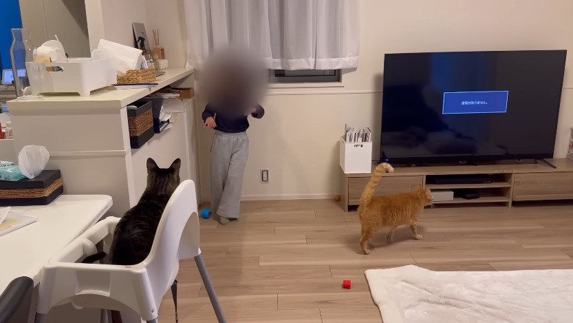 椅子に座る猫と床を歩く猫