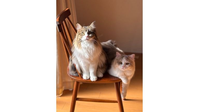 椅子に座る猫たち
