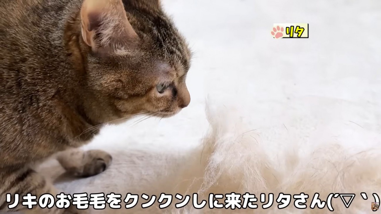 テロップ「リキのお毛毛を～」