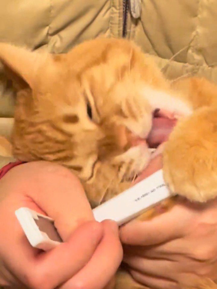 口を開けて目を閉じて怒る猫
