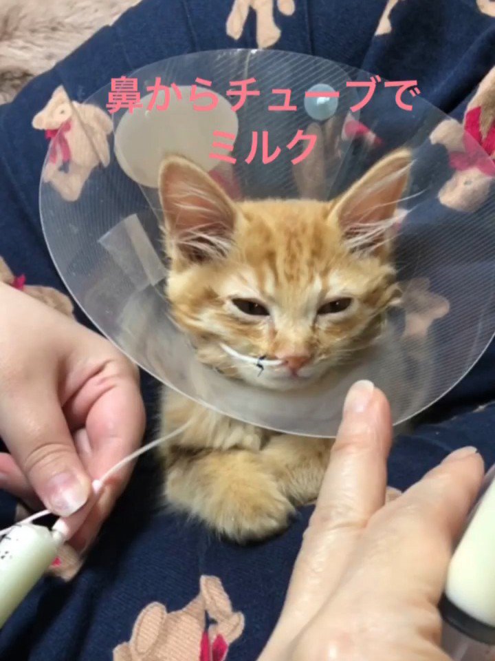 エリザベスカラーをつけた子猫