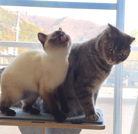 向かって左の猫が上を向き、右の猫が斜め下を向いている