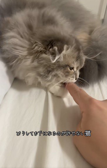 人の指を噛んでいる猫