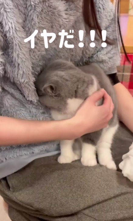 飼い主に顔をうずめる猫