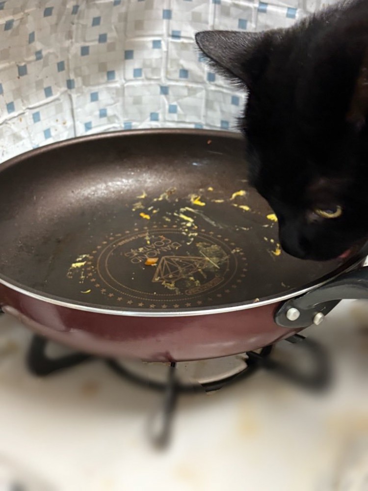フライパンの匂いを嗅ぐ猫