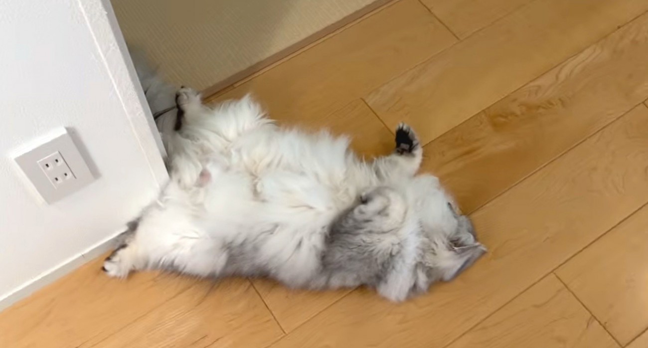角にフィットする白グレー猫