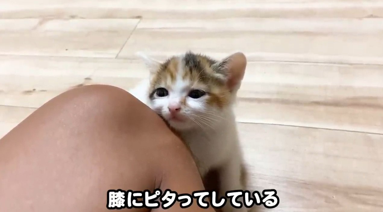 膝にくっついている子猫