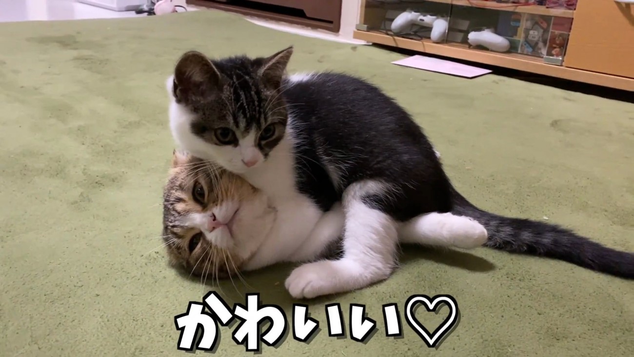 子猫に乗られる成猫