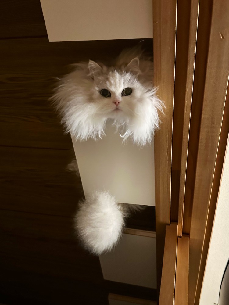 ドア棚の上でくつろぐ白い猫