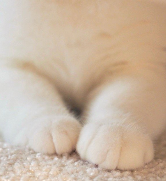 香箱座りをしている猫の前足