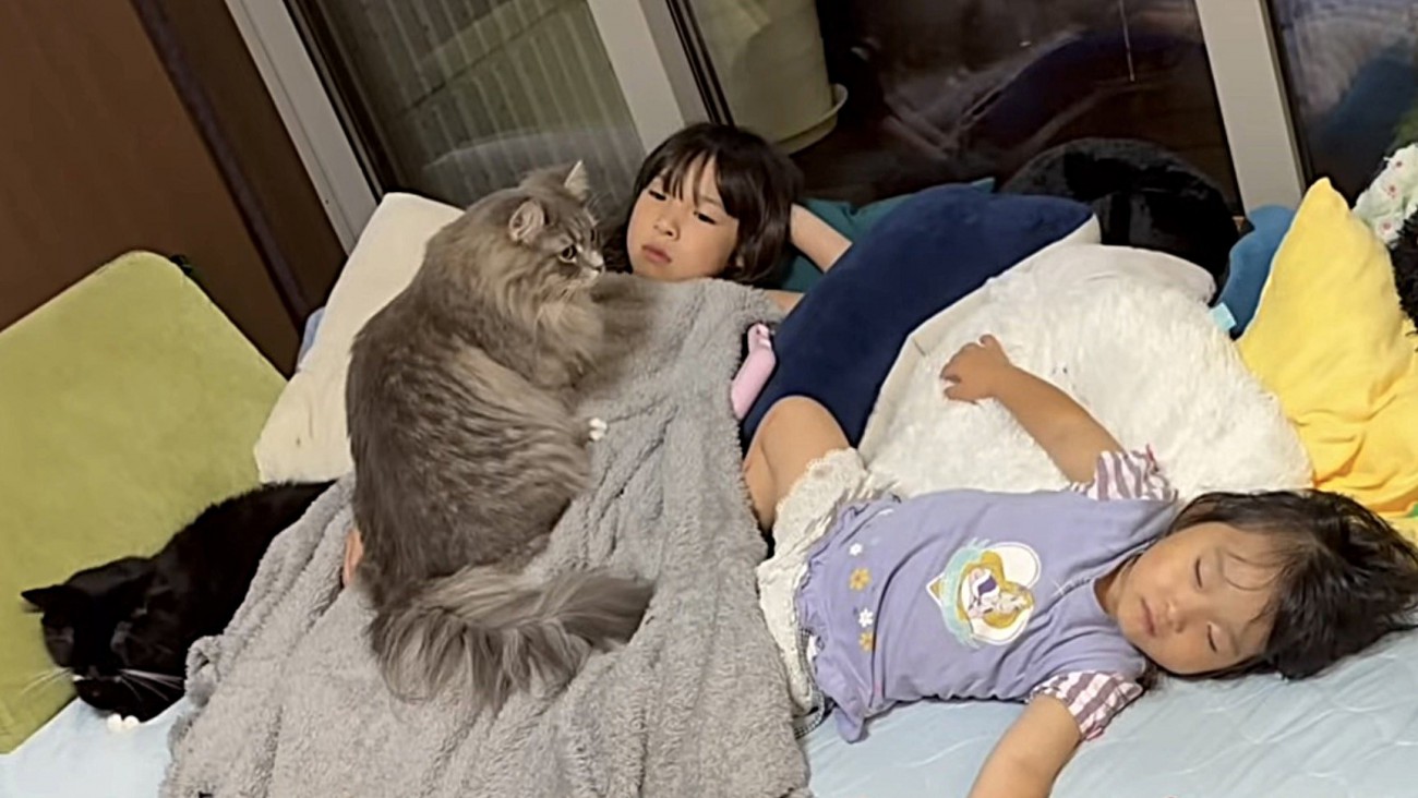 姉の上に乗る猫