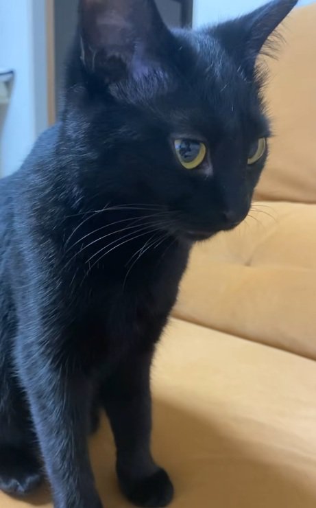 飼い主の前に座っている黒猫