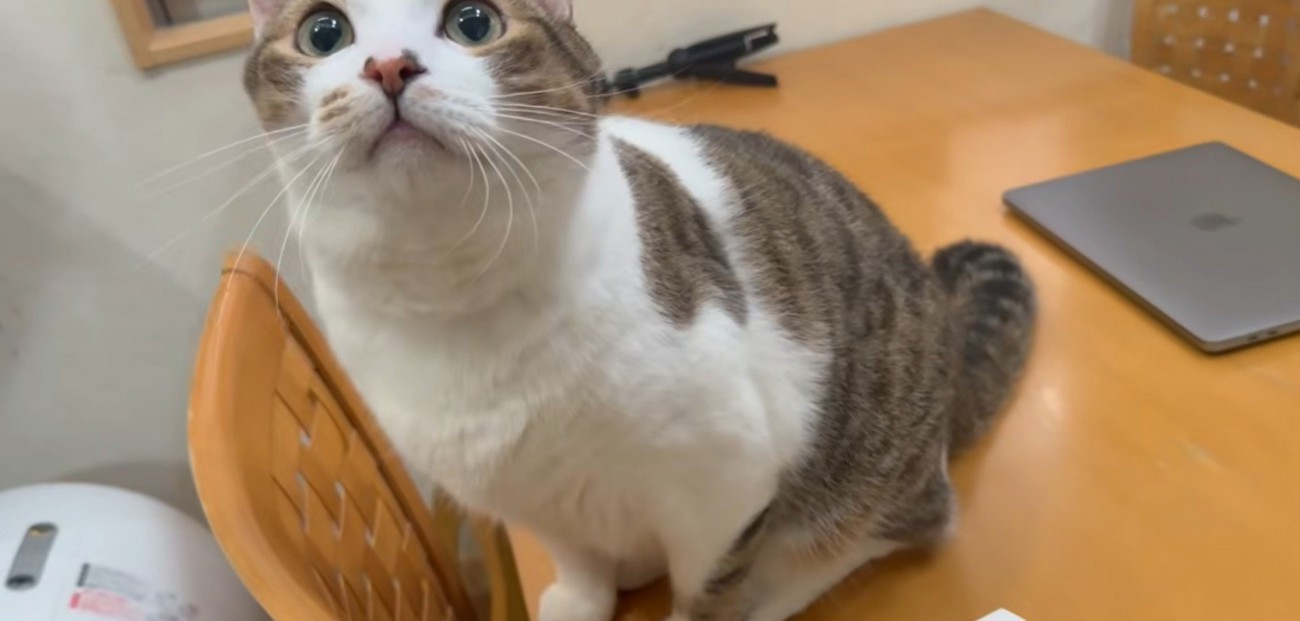 机の上にいる猫
