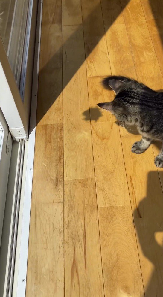 床に落ちたおもちゃの影を見つめる猫