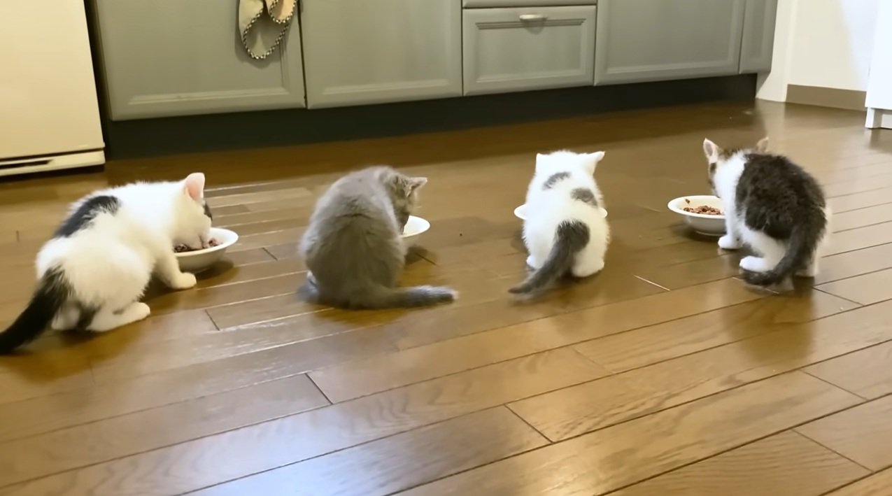 ご飯を食べる子猫達