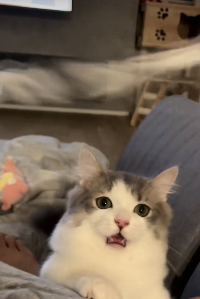 猫じゃらしで遊ぶミヌエット