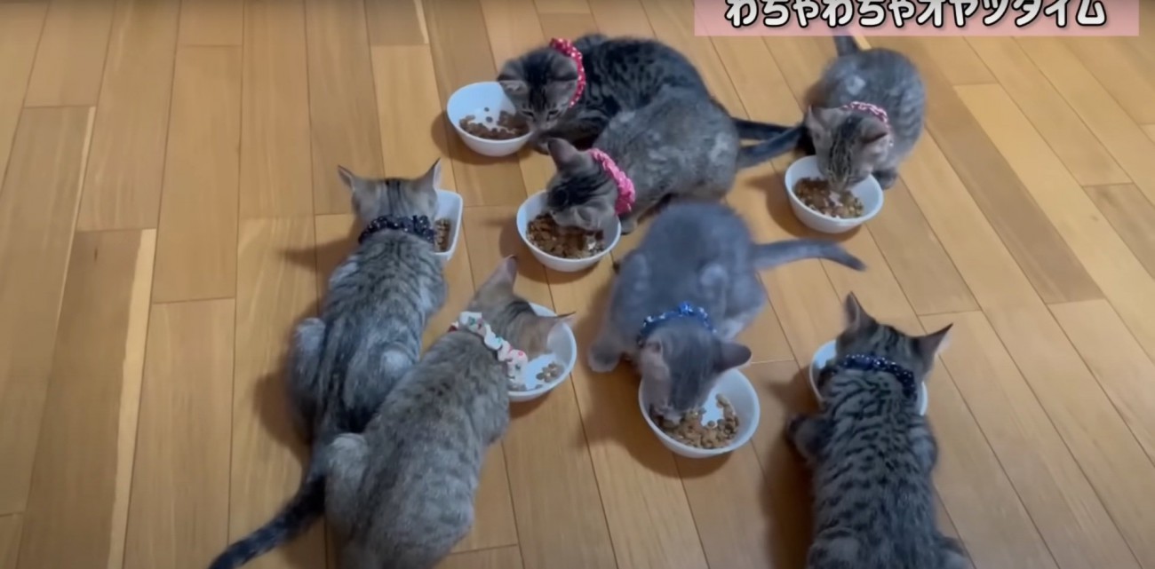おやつに夢中な猫