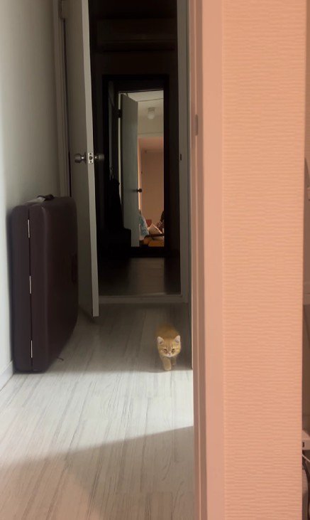 少しずつ近づいてくる子猫