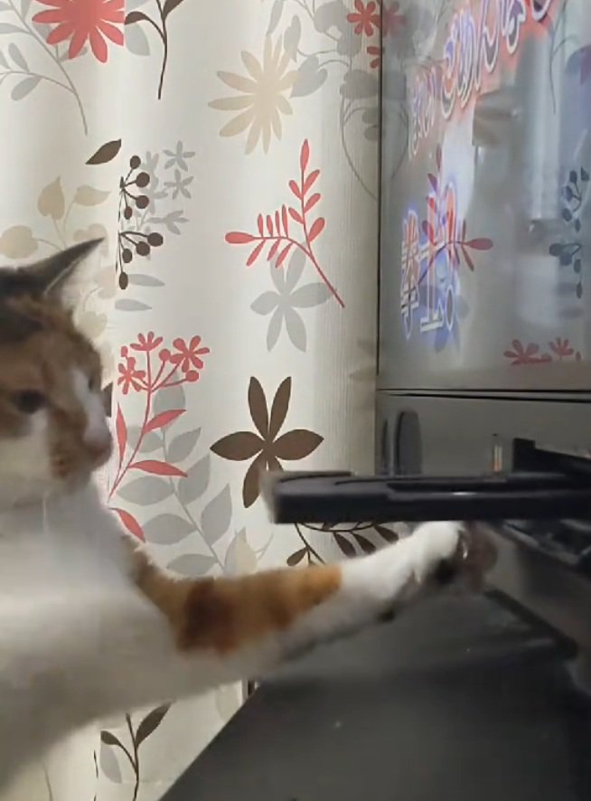 手を引っ込める猫