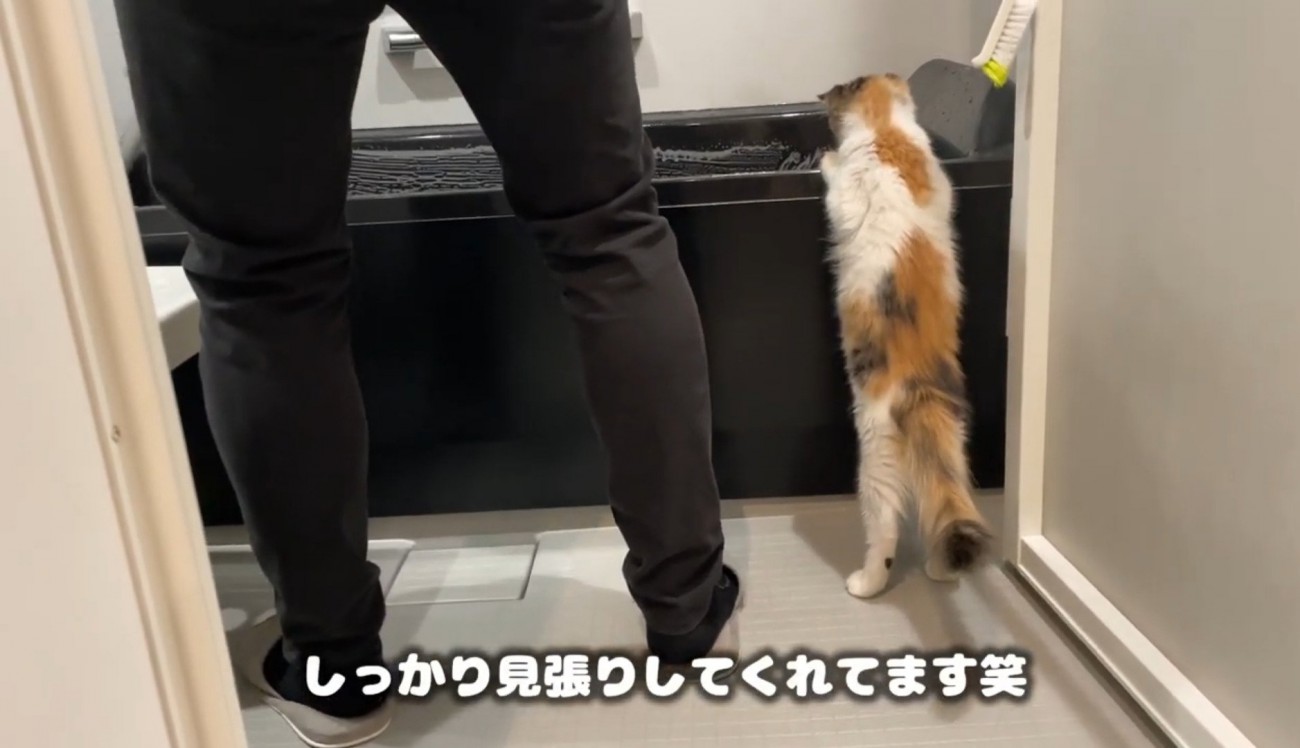 バスタブに前足をかけて立ち上がる猫