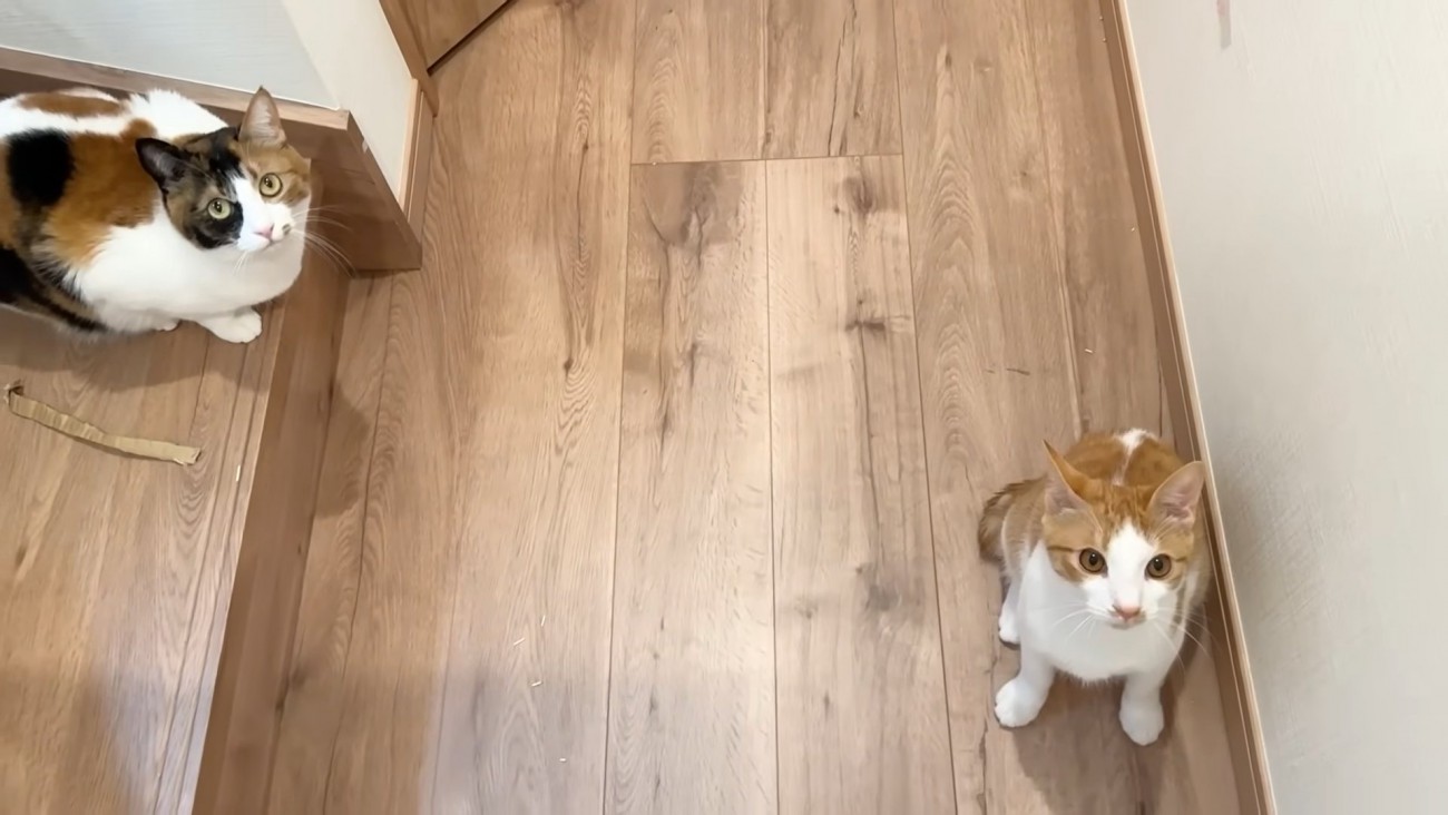 見上げる2匹の猫