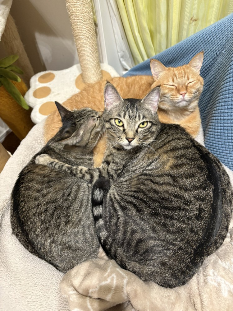 3匹の猫が寄り添っている様子