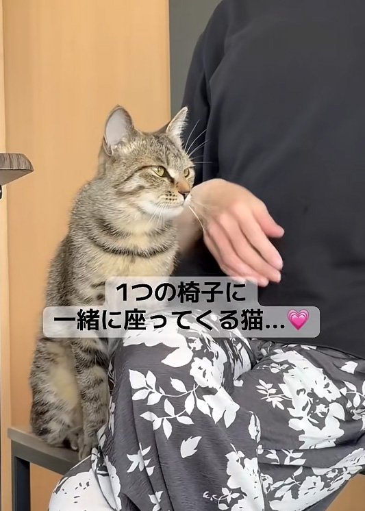 すり寄る猫