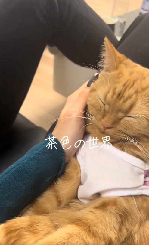 飼い主の膝の上で寝ている猫