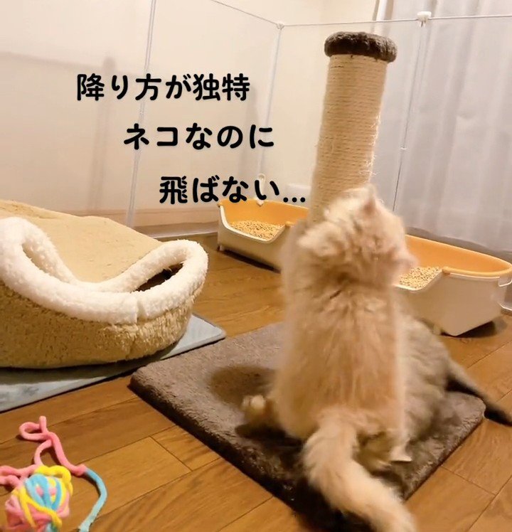 爪とぎポールを降りた子猫