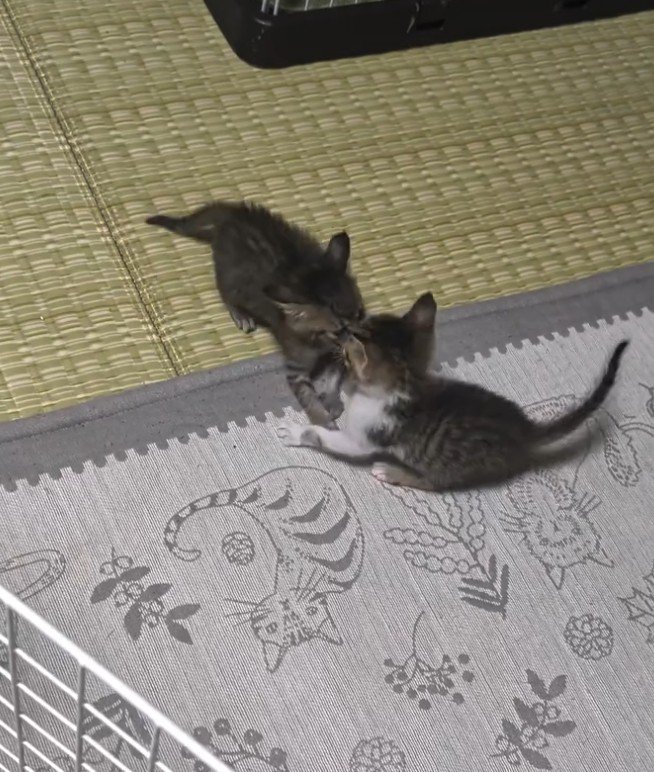 向かい合って取っ組み合う2匹