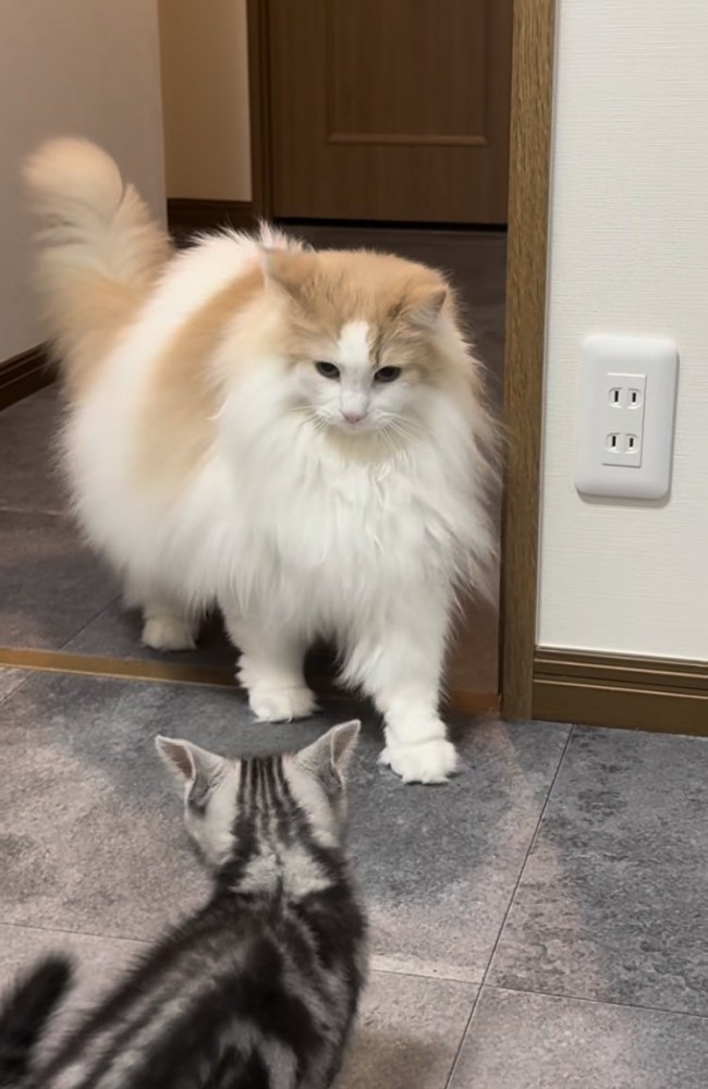 やんのかステップをする子猫と子猫を見つめるノルウェージャンフォレストキャット