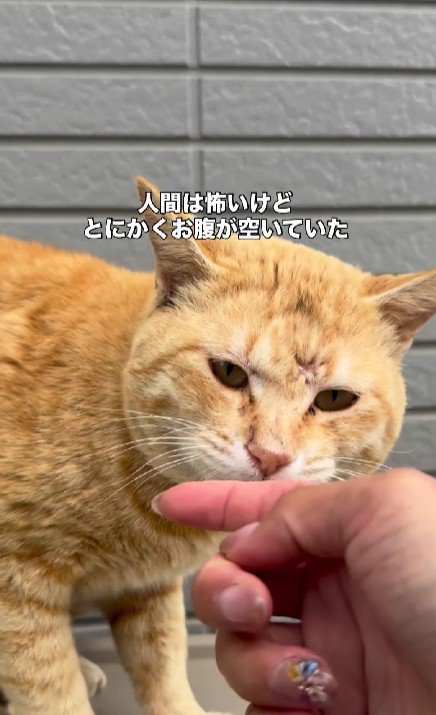 指の匂いを嗅ぐ猫