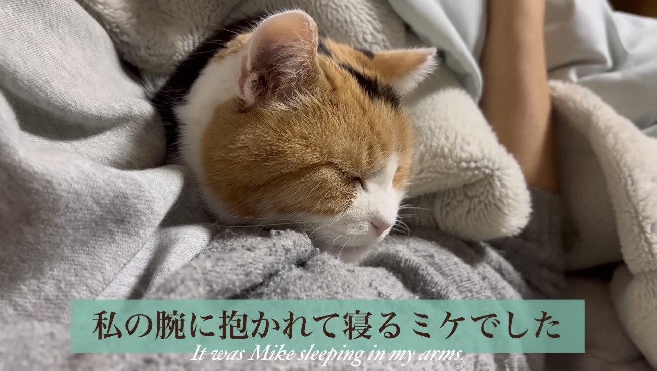 飼い主さんに抱かれて寝るミケ