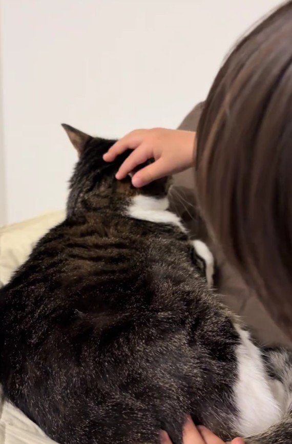 猫をなでる男の子