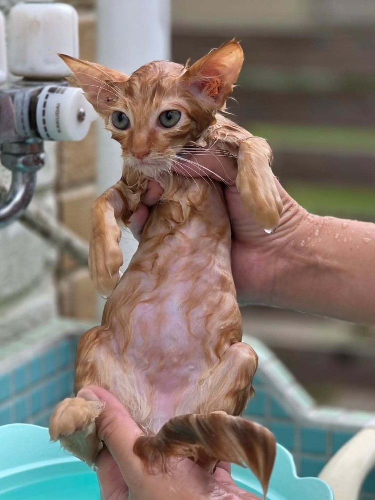 濡れた子猫