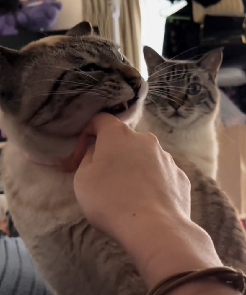 ガン見する猫